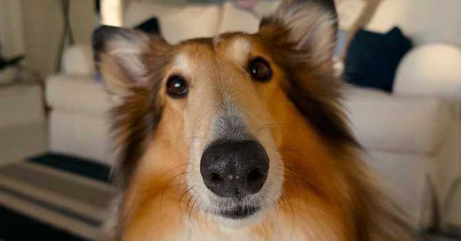 And speaking of guardians.... image